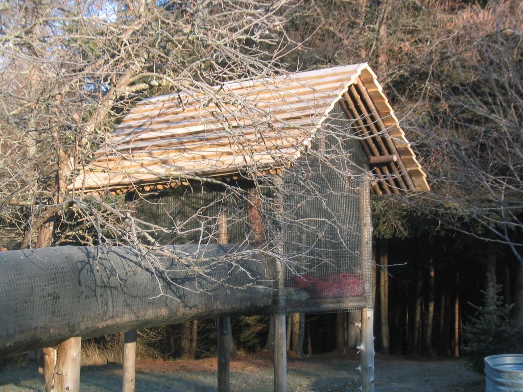 roof homemade cat pen made from cedar